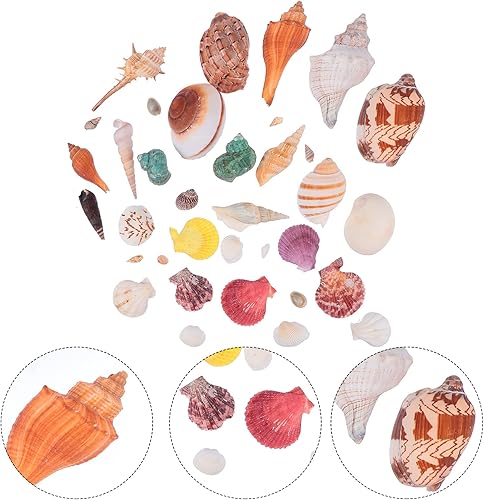 Miniatura 3 de BESPORTBLE 1 juego de conchas de caracolas de guarnición de peces, conchas de mar, decoración de conchas de concha, micro decoración de paisaje,