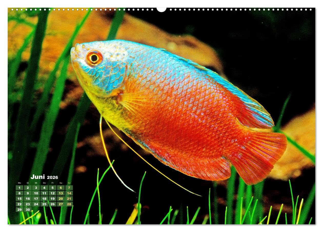Glanz im Aquarium: Süßwasserfische (hochwertiger Premium Wandkalender 2026 DIN A2 quer), Kunstdruck in Hochglanz: Schönheiten im Aquarium - ... und Zebrabärbling (CALVENDO Tiere)
