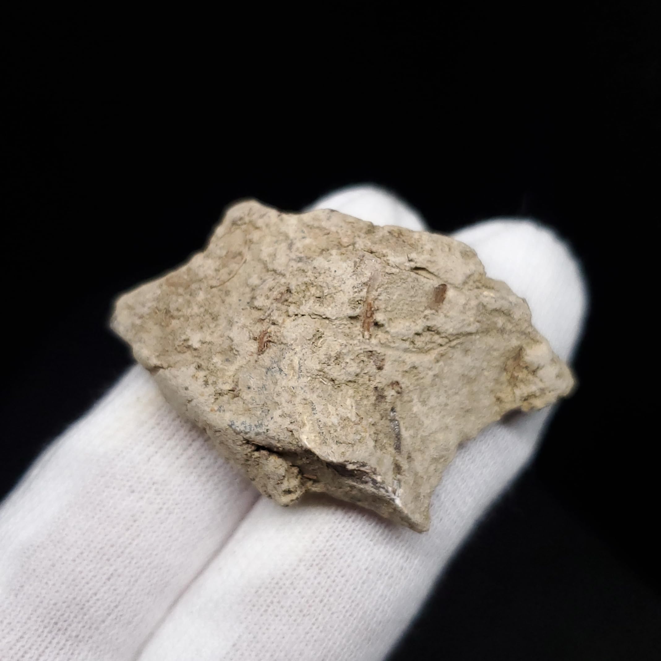 Amazon | 【化石専門店 LOLO】ティラノサウルス 化石 骨 本物 アメリカ