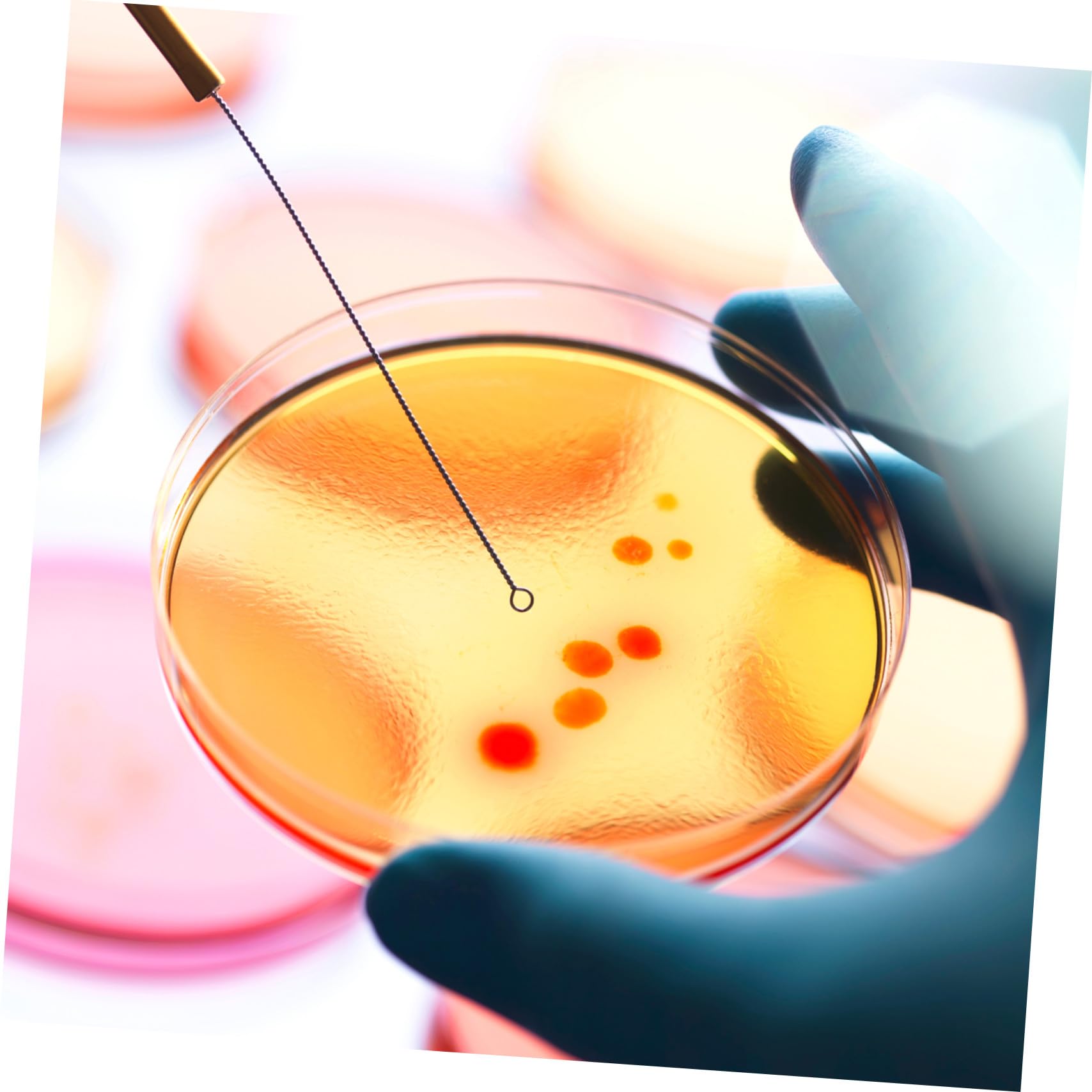 Agar Prevertido Material de Agar Nutritivo 20 Placas de Petri 7cm para Cultivo Microbiológico Ideales para Experimentos en Laboratorio y Escuela