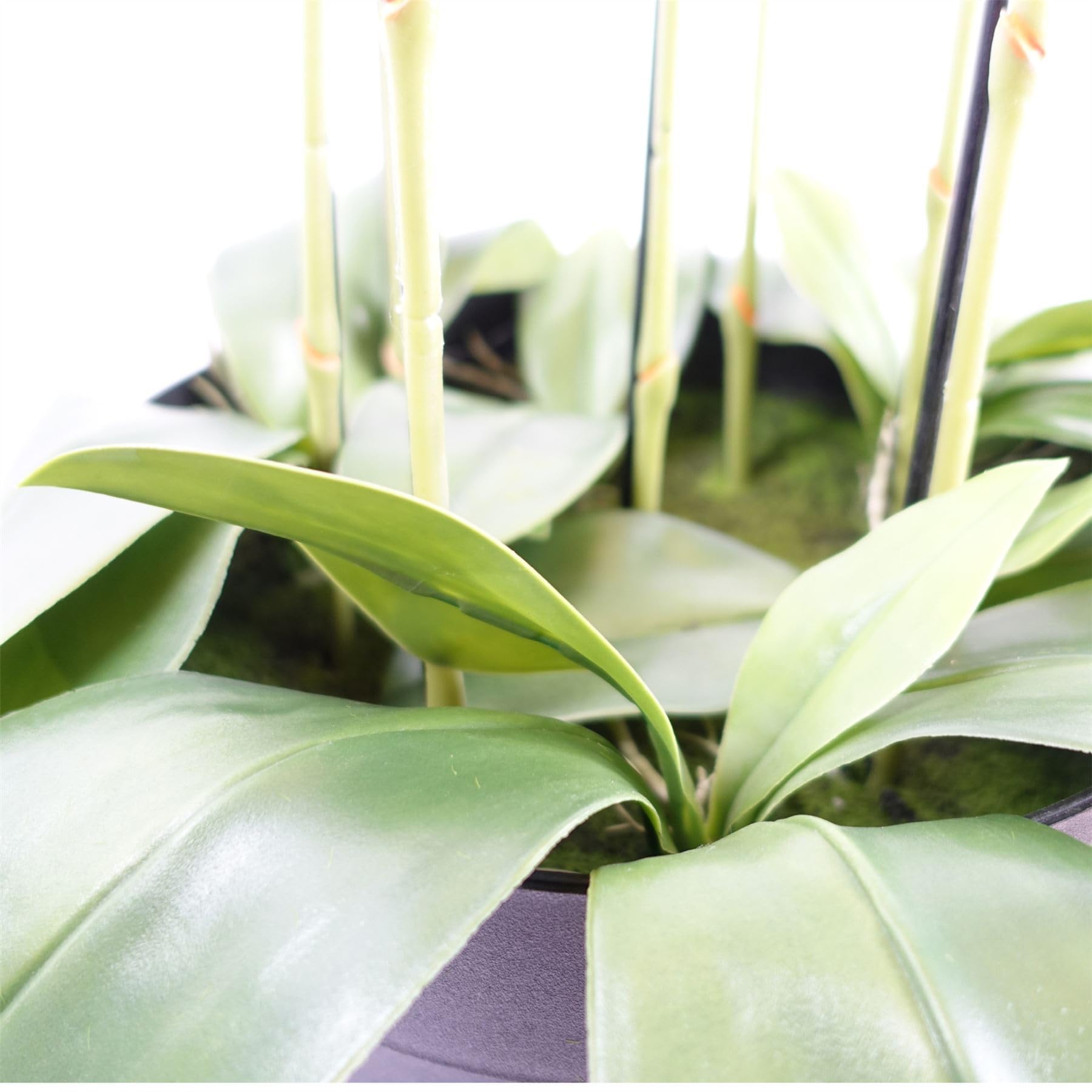 Leaf Design UK - Orquídea Artificial Realista en Maceta