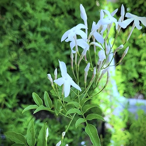 Miniatura 7 de Jasminum Polyanthum - Mini planta de iniciación de 2 pulgadas, maceta de un solo tallo, cultivada en California