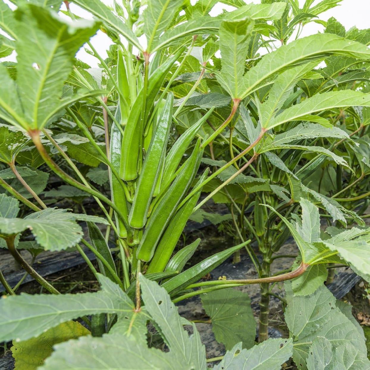 JIGNISHA SEEDS Organic Ladyfinger (Bhindi ke beej) Seeds | Desi Organic Vegetable Seeds | Easy To Grow Seeds | For Planting In Pots and Patio | Rainy Season Vegetable Seeds | Pack Of 50 (B0D8ZW8CM7) Amazon Price History, Amazon Price Tracker