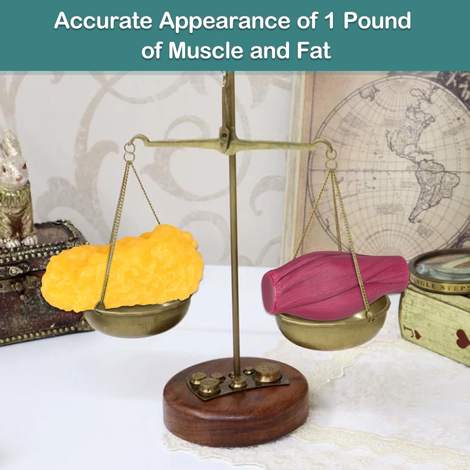 Human Body Muscle & Fat Replica 1lb with Display Base, Silicone Realistic Anatomic Muscle Tissue & Fat Model for Nutritionists, Athletes, and Medical Students.