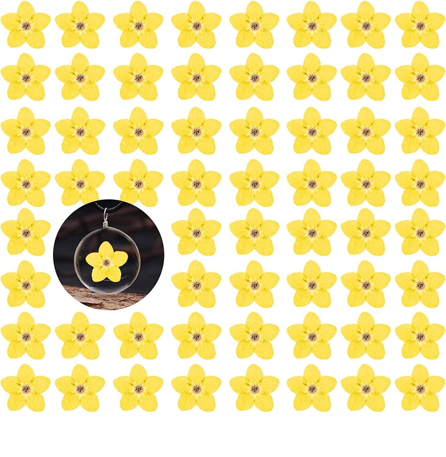 Fiori secchi pressati non ti scordar di me per stampo in resina, 60 fiori secchi gialli naturali con forcipe per gioielli in resina, candele, biglietti, decorazioni fai da te per nail art e fiori