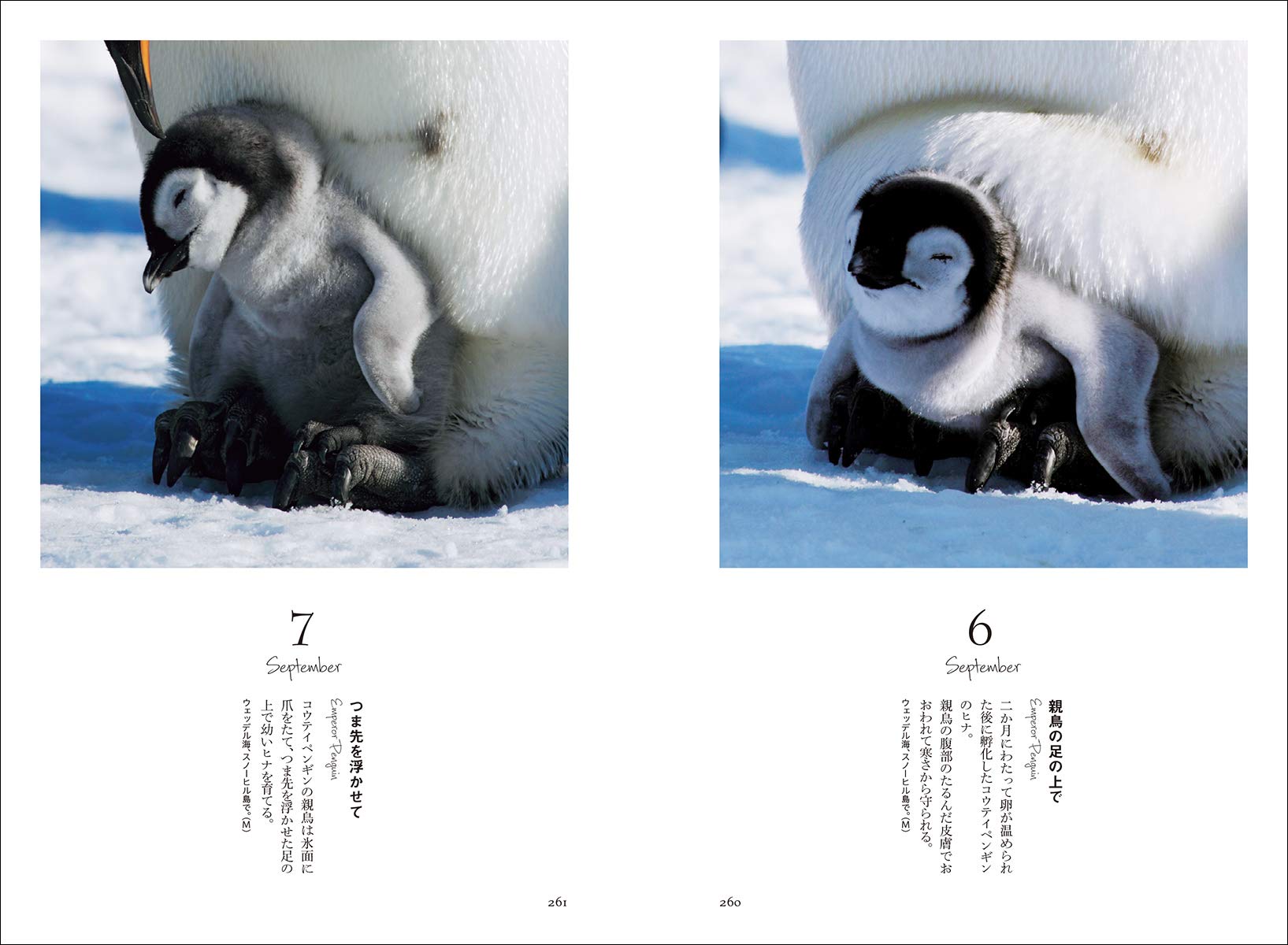 ペンギンごよみ365日 愛くるしい姿に出会う癒やしの瞬間 博也 水口 敦 長野 本 通販 Amazon