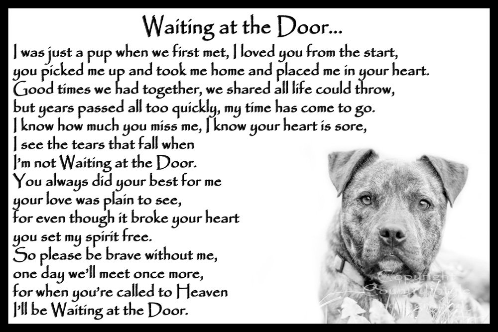 Staffordshire Bull Terrier Staffy Bereavement pet Dog Loss Sympathy Memorial - Waiting at The Door