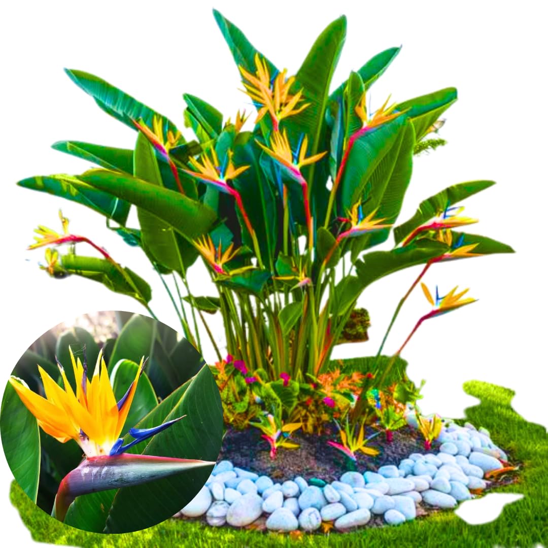 Amazon.com : Bird of Paradise Plant - Live Tropical Ornamental