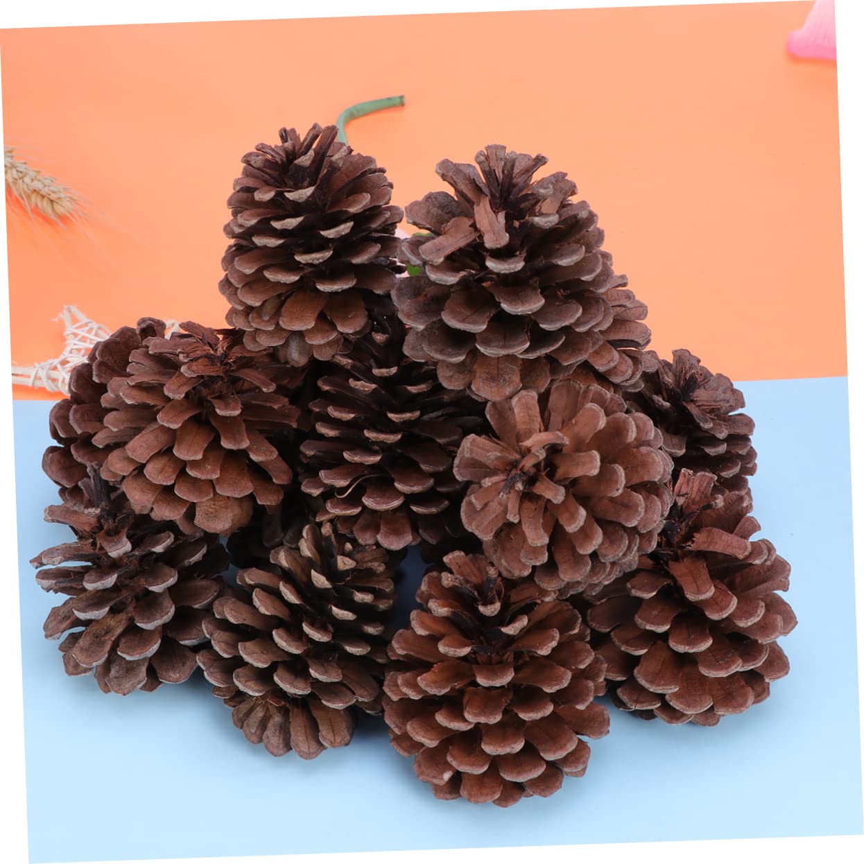 Gatuida 50 pezzi Naturali per Decorazioni Natalizie per Natale Feste e Decorazioni Domestiche Materiale Resistente per Uso Ripetuto
