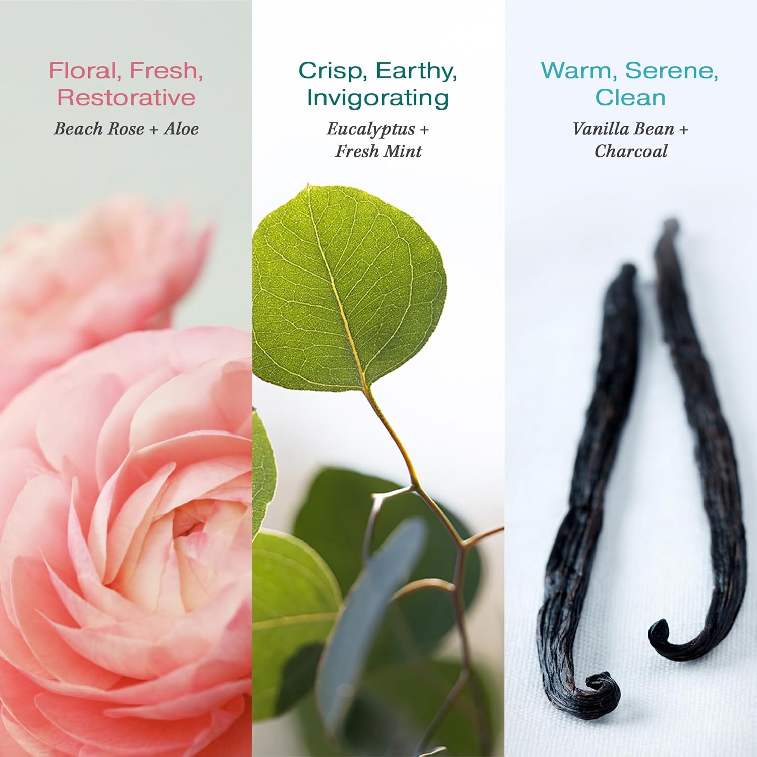 RAW SUGAR Deodorant Stick, Simply Deo Variety Bundle (Pack of 3) Whole Body Deodorant for Women & Men, Clean Formulated without Aluminum, Baking Soda, Talc & Parabens, Variety Pack