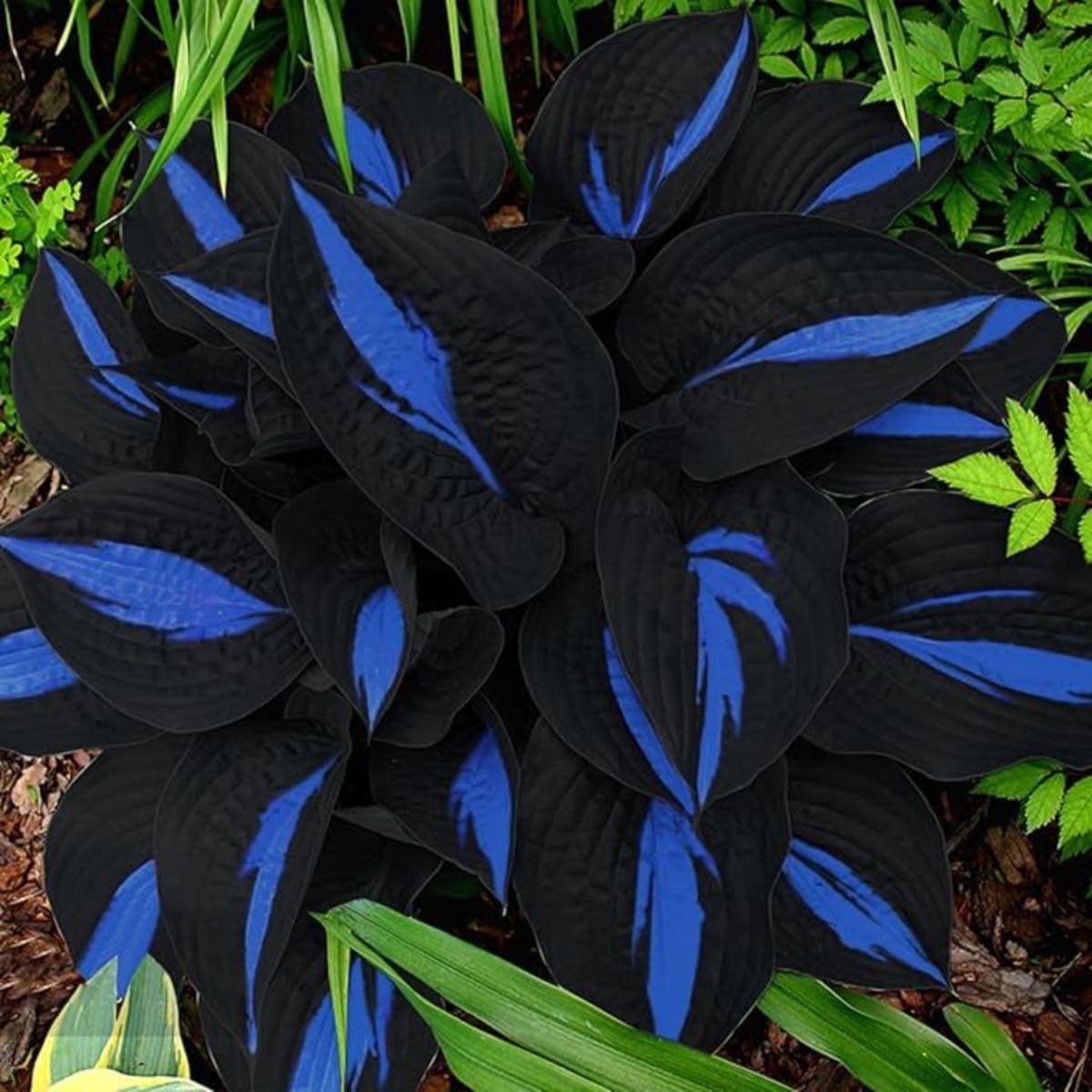 Beautiful Hosta Bulbs UK, Hostas Rhizome for Planting, Hardy Perennial, Excellent Display, Natural Organic-4 Bulbs-D