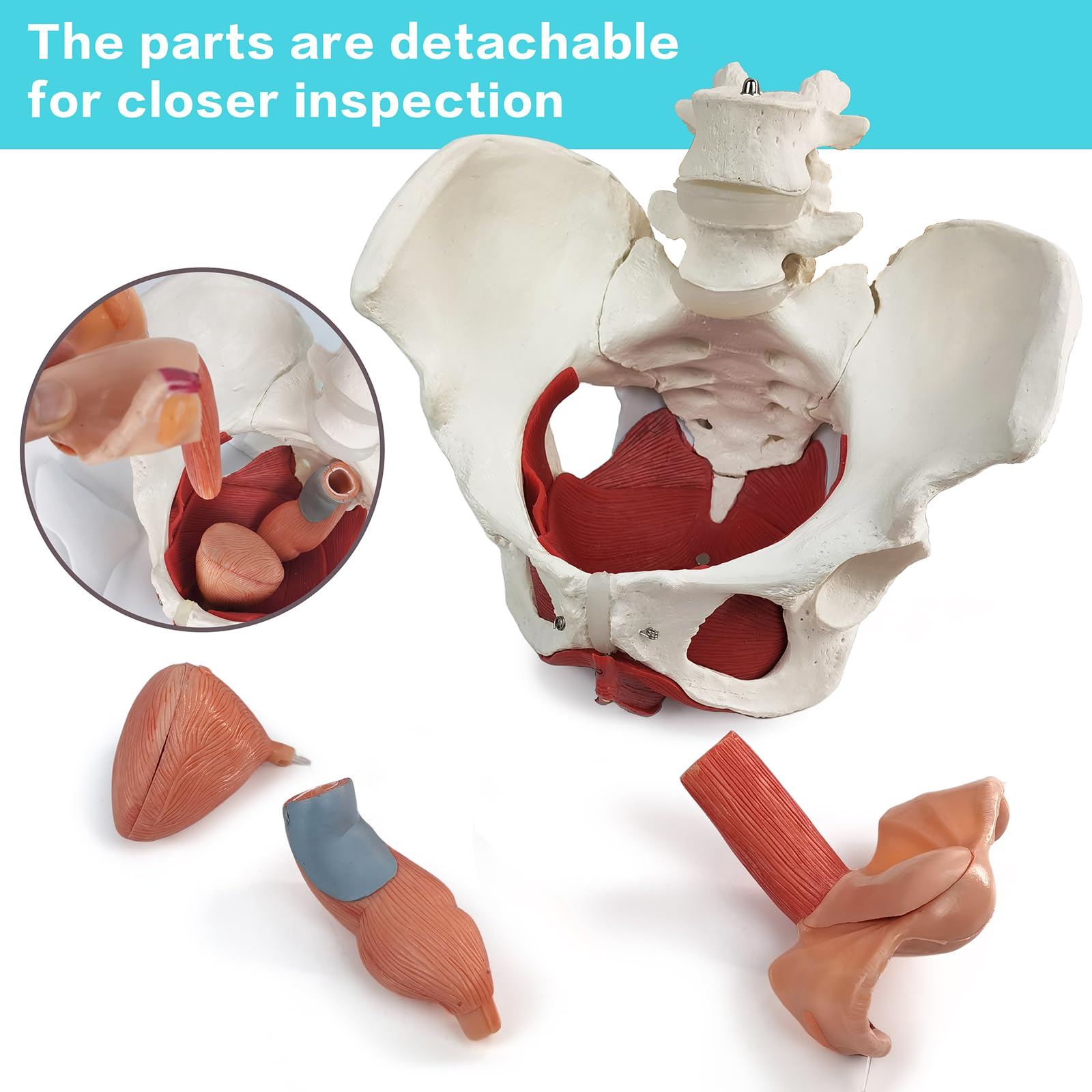 Weibliches Becken Perineum Modell mit abnehmbaren Organen, magnetische Montage, handbemalt, weibliches Beckenboden Muskel Anatomisches Modell Uterus Vagina Ovary, Blase, Rektum 6-Teile zum Lernen