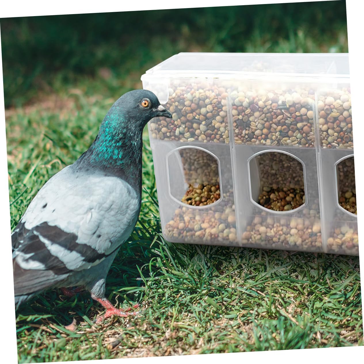 Mipcase 2pcs Bird Feeding Watering Supplies Pigeon Feeder Hanging Bird Feeder Sift Bowl Easy to Use and Install for Backyard Birding