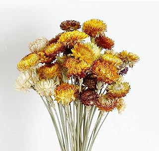 MIHUAGE Dried Flower 40PCS Daisy Bouquet 100% Natural Chrysanthemum Dry ...