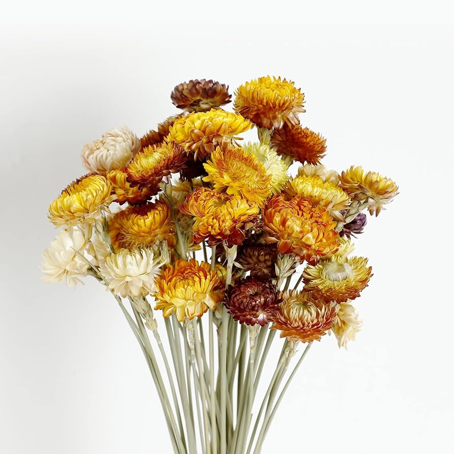 Amazon.com: MIHUAGE Dried Flower 40PCS Daisy Bouquet 100