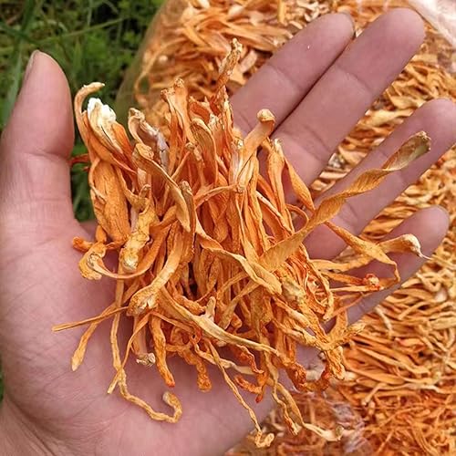 Miniatura 3 de SIFANGDA Cordyceps Flower - 35.27 oz (2.2 libras)Cordyceps seco de hongos militarisChong Cao HuaOrdyceps Militaris cabeza de poroCordceps de pupea