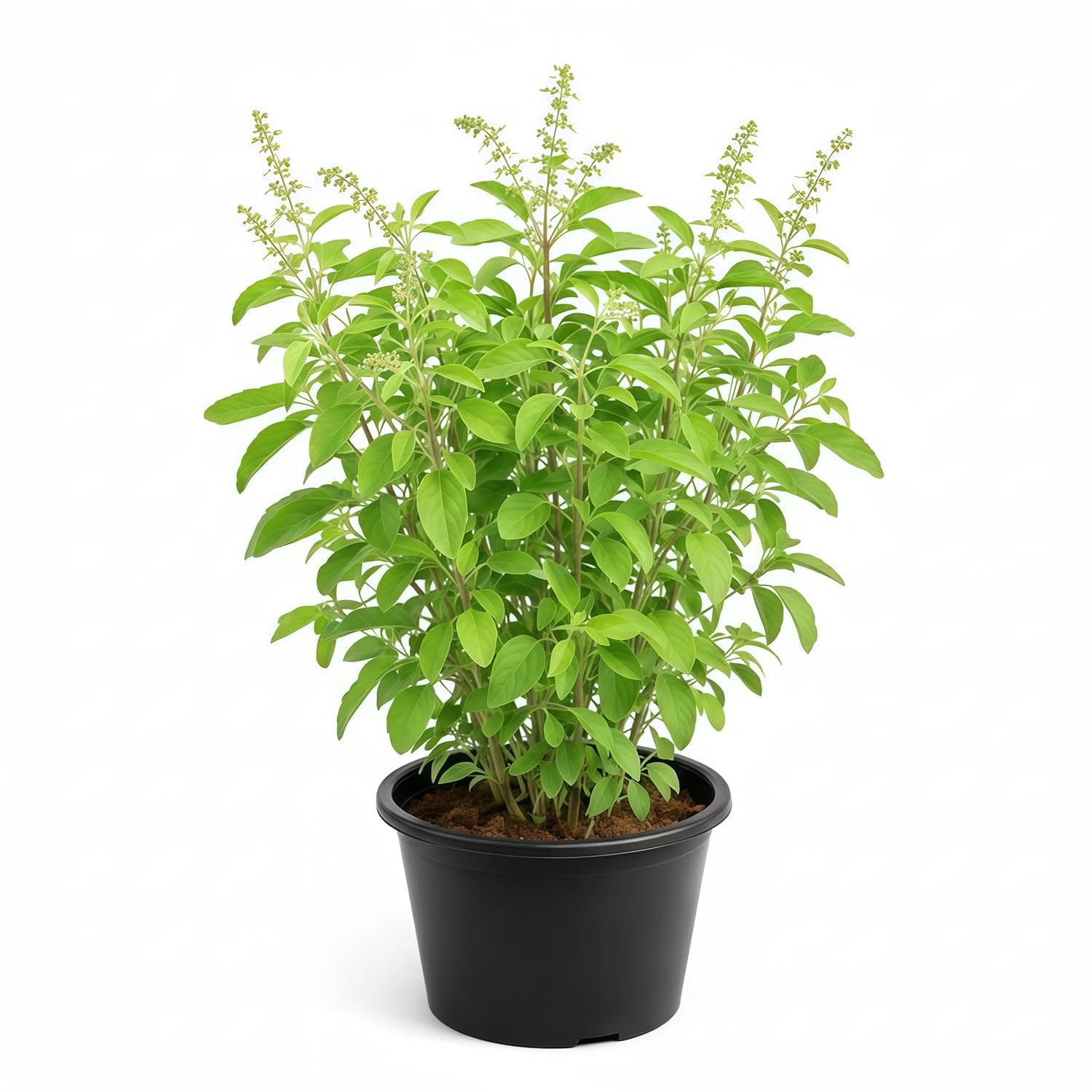 TULSI LIVE PLANT WITH POT – GREEN KRISHNA RAMA HOLY BASIL MEDICINAL AYURVEDIC HERB PLANT FOR HOME GARDEN BALCONY AND PUJA