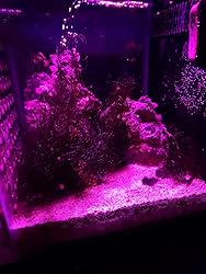 Amazon.com : ACKE LED Grow Lights Full Spectrum,Plant Lights,Growing ...