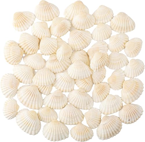 50 piezas de conchas marinas pequeñas de vieira natural, mini graffiti blanco de 1-1.5 pulgadas, decoración para manualidades, decoración temática