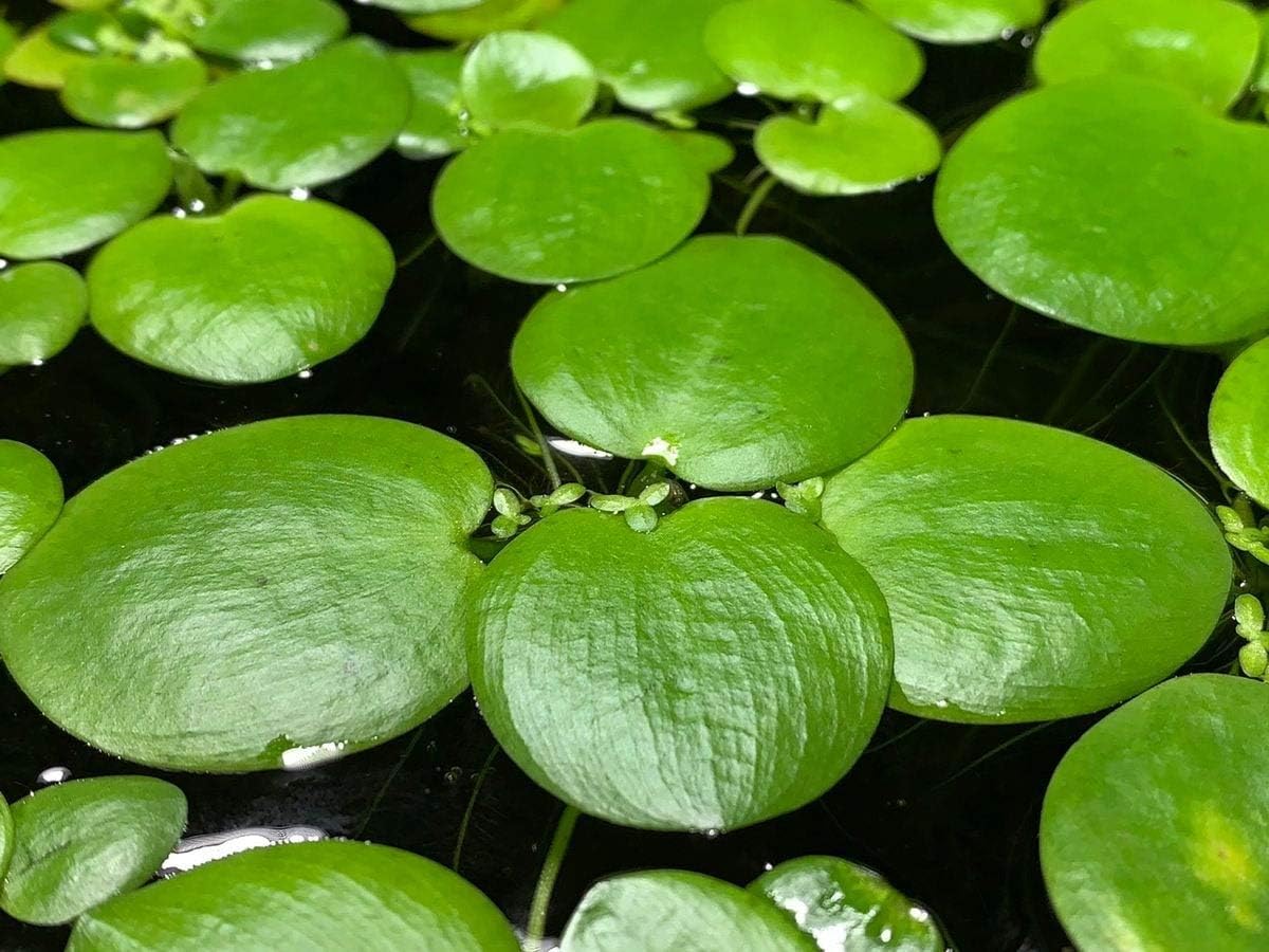 4 Large Amazon Frogbit, Limnobium laevigatum, Smooth Frogbit, Aquarium Floating Plants/Pond Plants