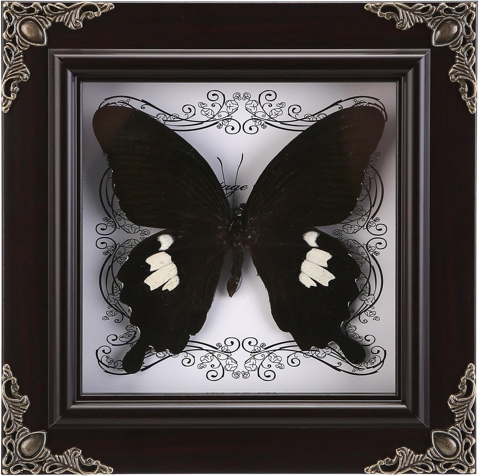 - Real Butterfly Framed Handmade, Taxidermy Butterfly Shadow Box Collection, Framed Butterfly Taxidermy for Butterfly Gifts for Women (C_Great White Spotted Butterfly)