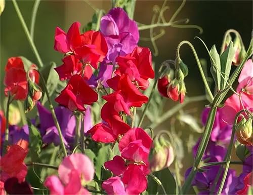 Miniatura 4 de Semillas de jardín Semillas de flor Lathyrus Latifolius Semillas 50+ Semillas de guisantes dulces Mezcla de macetas de interior Plantación de flores
