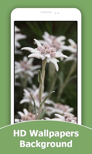 Edelweiss Flower HD Wallpapers And Background