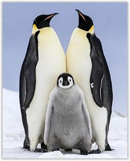 Penguin Family - Funny Animal Wall Art Decor, Cute Penguins Wall Art Print Ideal for Living Room, Home Decor, Office Decor, Nursery Decor & Kids Room Decor. Great to Make You Smile! Unframed - 8X10