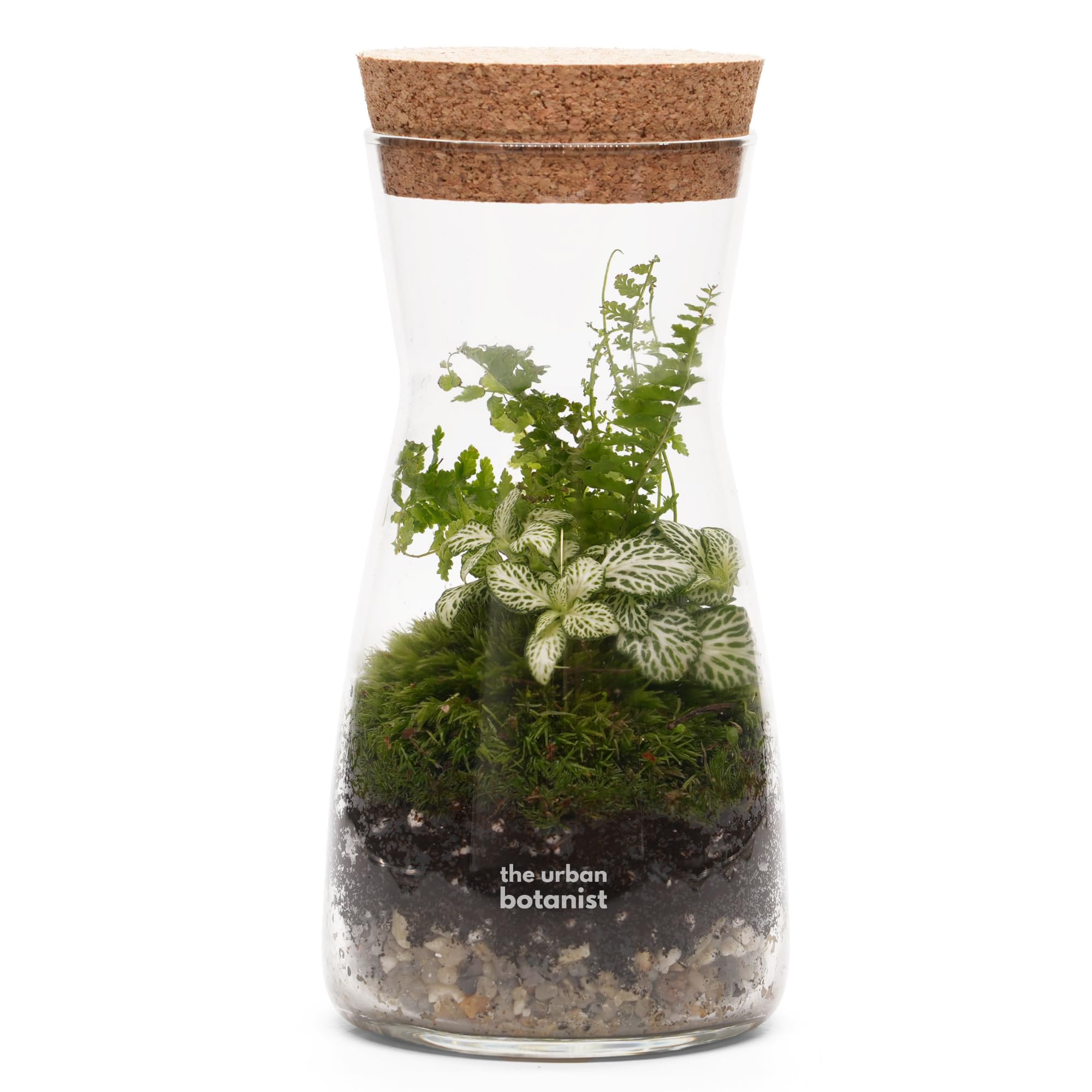 Terrarium with Live Plants, H: 21 cm, Fittonia and Fern, Fully Assembled Indoor Garden, Mouth Blown Glass Jar for Home or Office Decor (No Tools, Standard Lid)