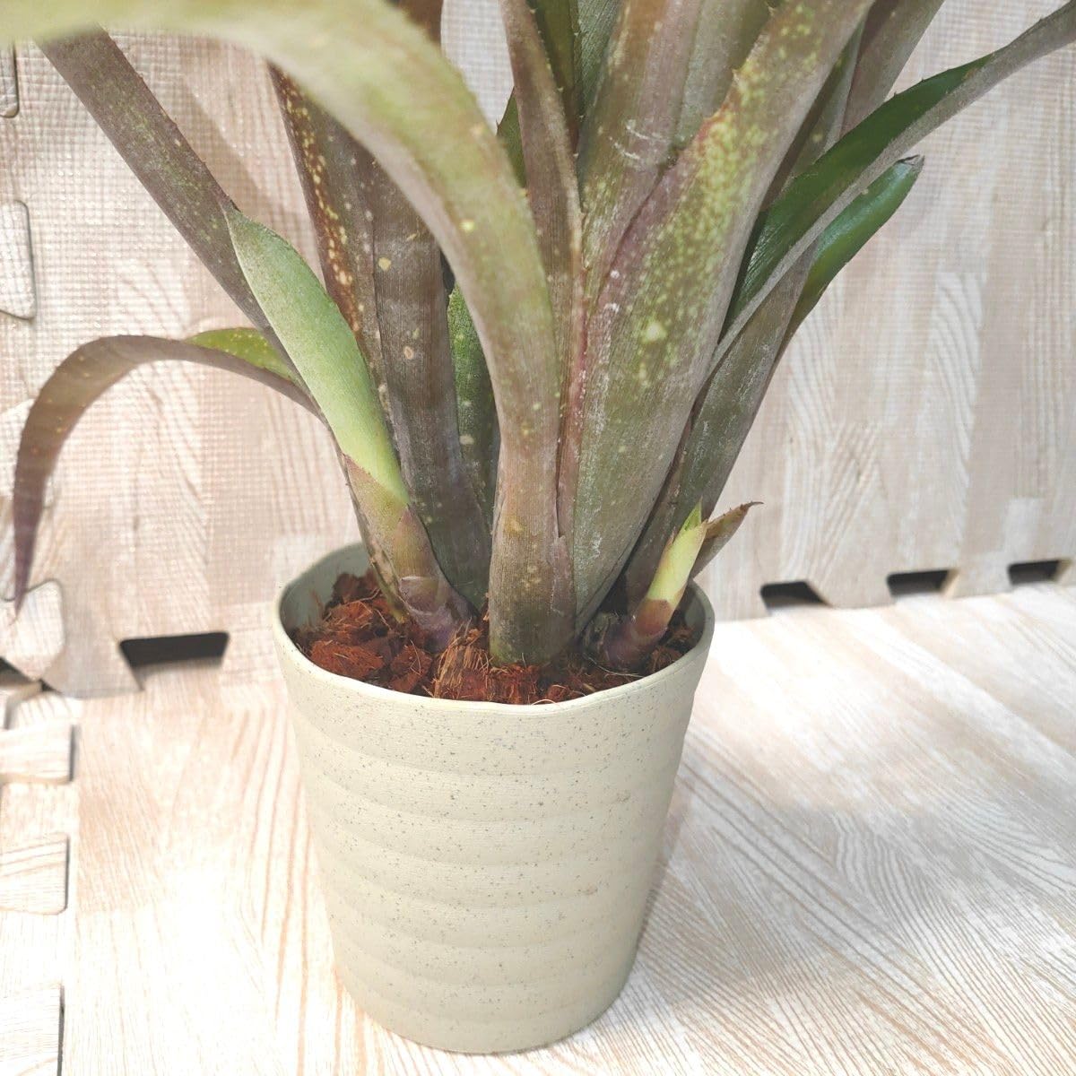 コレクション出品　超特大　ブロメリア　ビルベルギア　sp 群生株　鉢のまま発送 Bill.Hyb 【artPLANTs/PLANTS GARAGE】 ビルベルギア/Billbergia