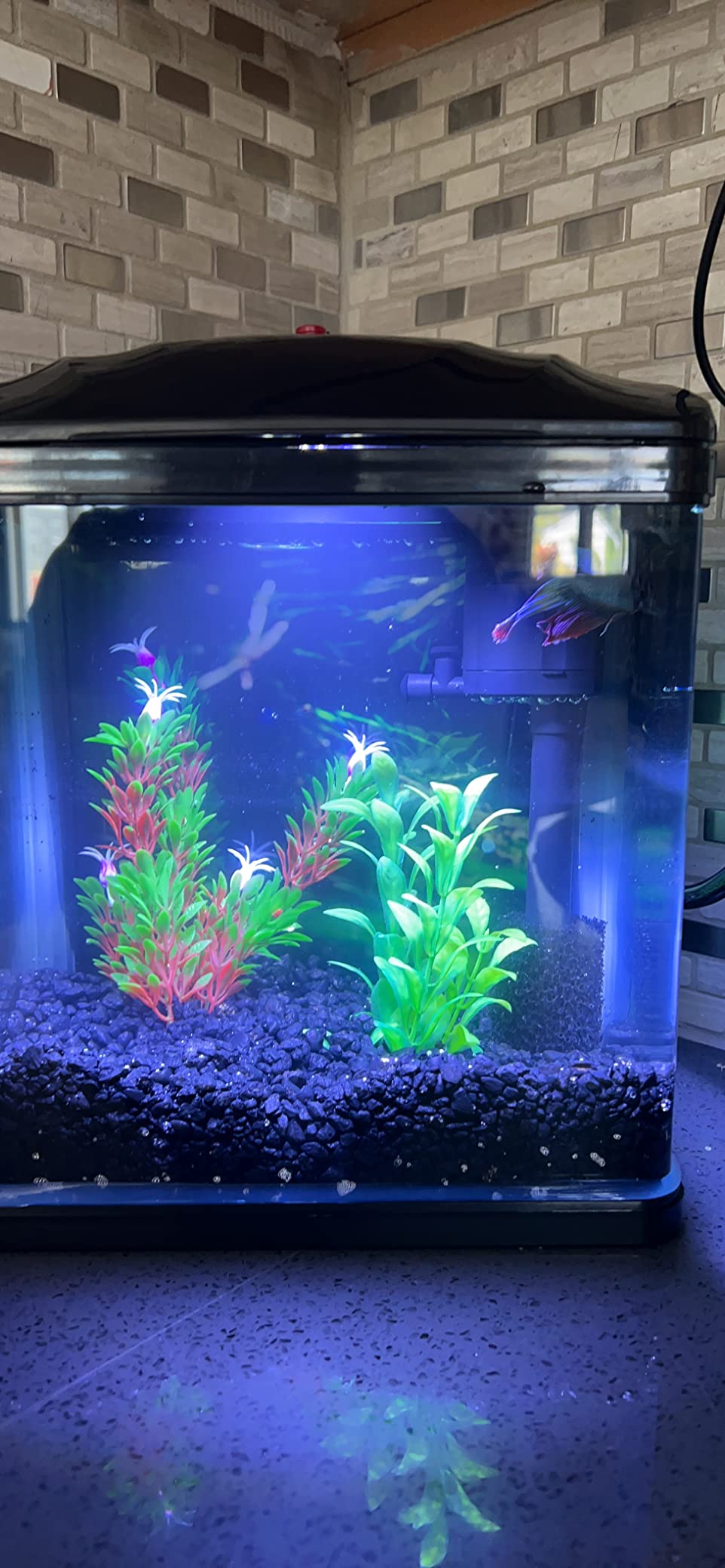 $10/mo - Finance TARARIUM Glass Betta Fish Tank Set Up Self Cleaning 2 ... - Fast Fish Tank Setup For Small Spaces