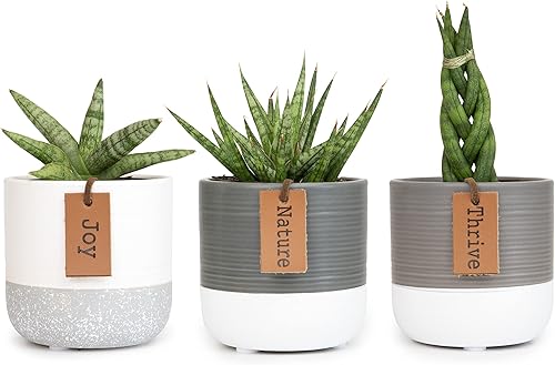 Vista 35 de Plants for Pets - Set de plantas suculentas vivas en macetas (paquete de 3), plantas suculentas de cactus vivas, plantas de interior, regalos