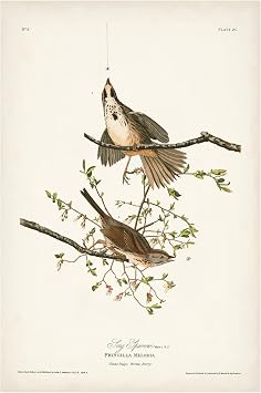 Trademark Fine Art Song Sparrow Canvas Art by John James Audubon 16x24