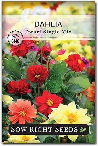 Sow Right Seeds - Semillas de flores de dalia de mezcla única enana para plantar - Paquete de reliquia sin OMG - Colores raros para atraer