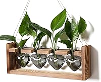 Vista 7 de Kit de terrario de plantas de corazón, regalo para mujeres, amantes de las plantas, jarrones de cristal
