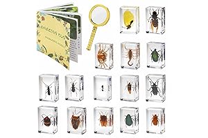 15 Insects Specimens Bug for Crafts, Real Insects, Biology Classroom Decor