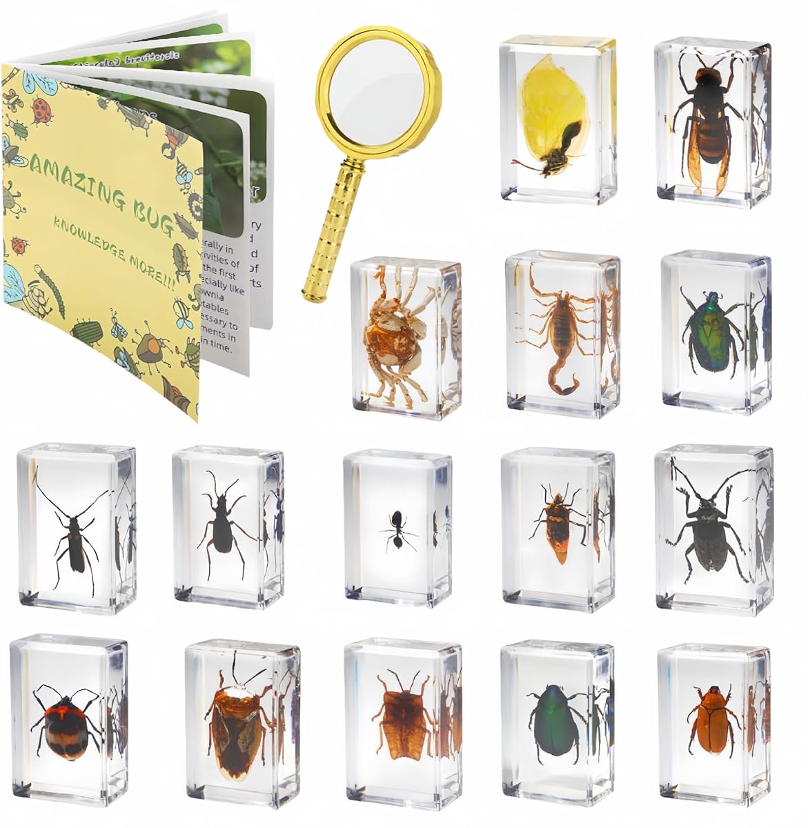 15 Insect specimens,Real Specimens of Various Butterflies and Beetles Made of Resin, Used for Science Classroom Science Education Animal Specimens, Bug Preserved,Oddities, Biology (15 Pcs Beetles)