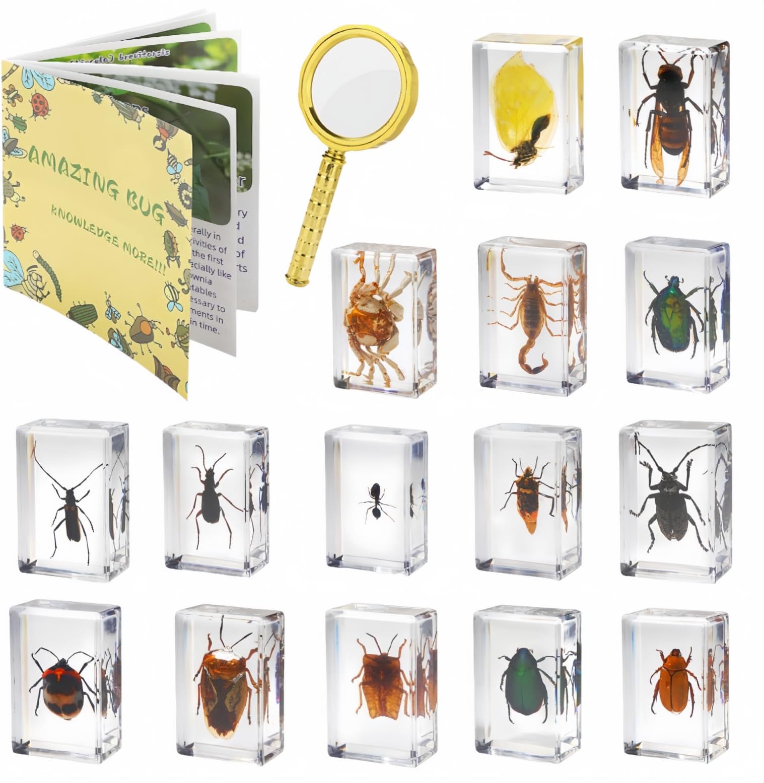 15 Insect specimens,Real Specimens of Various Butterflies and Beetles Made of Resin, Used for Science Classroom Science Education Animal Specimens, Bug Preserved,Oddities, Biology (15 Pcs Beetles)