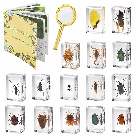 15 Insect specimens,Real Specimens of Various Butterflies and Beetles Made of Resin, Used for Science Classroom Science Education Animal Specimens, Bug Preserved,Oddities, Biology (15 Pcs Beetles)