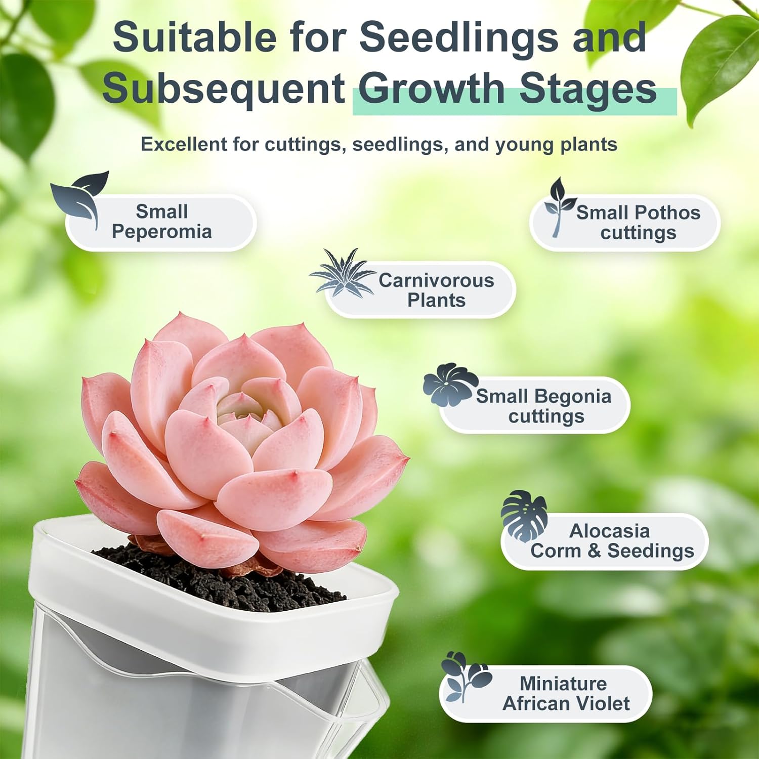 TREWAVE 16 Pack 2.5" Mini Self Watering Pots for Indoor Plants, Small Clear Plastic Planters with Drainage Holes, Propagation Pots for Alocasia Corms, African Violets, and Succulents