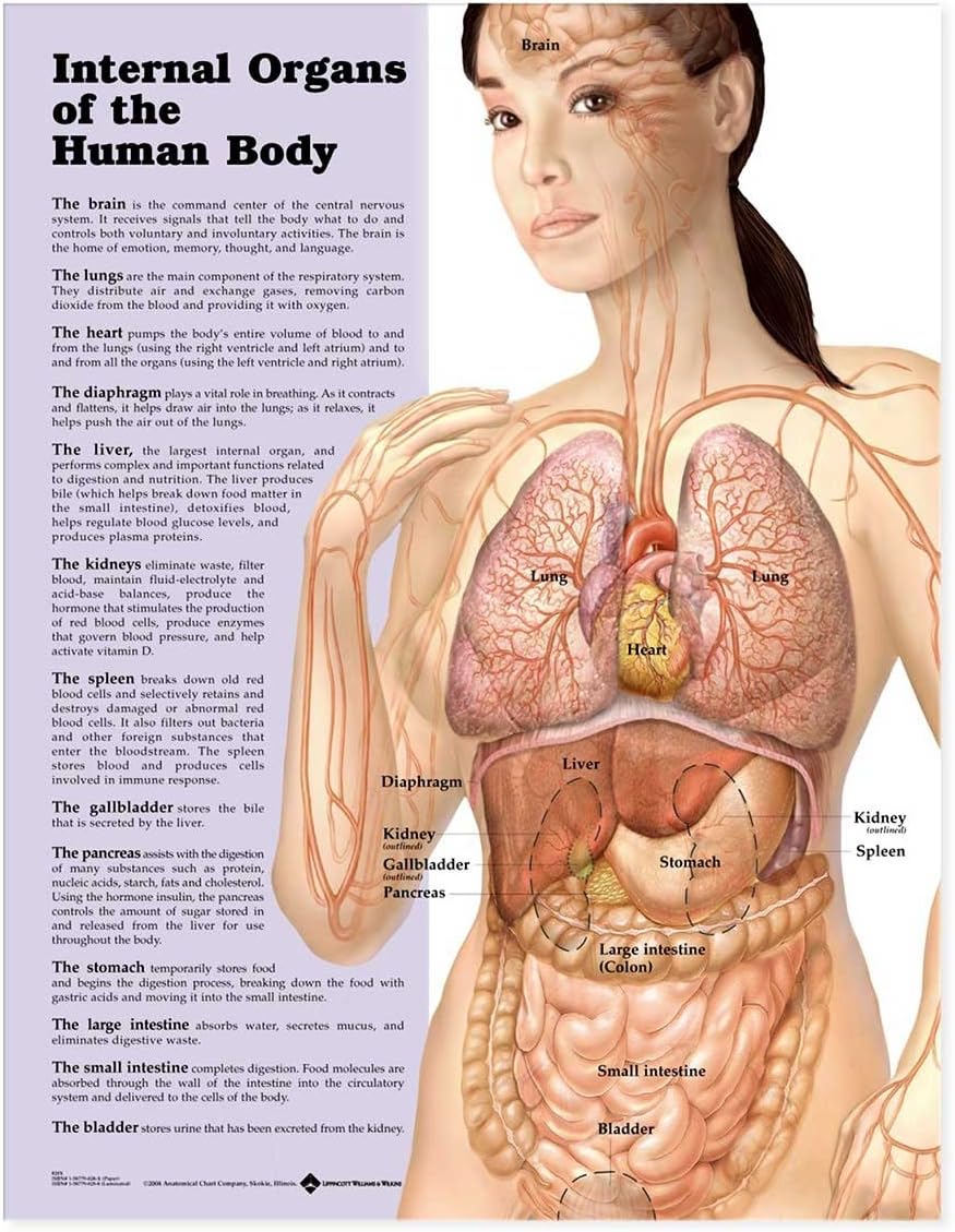 Internal Organs Of The Human Body Chart: (Laminated)