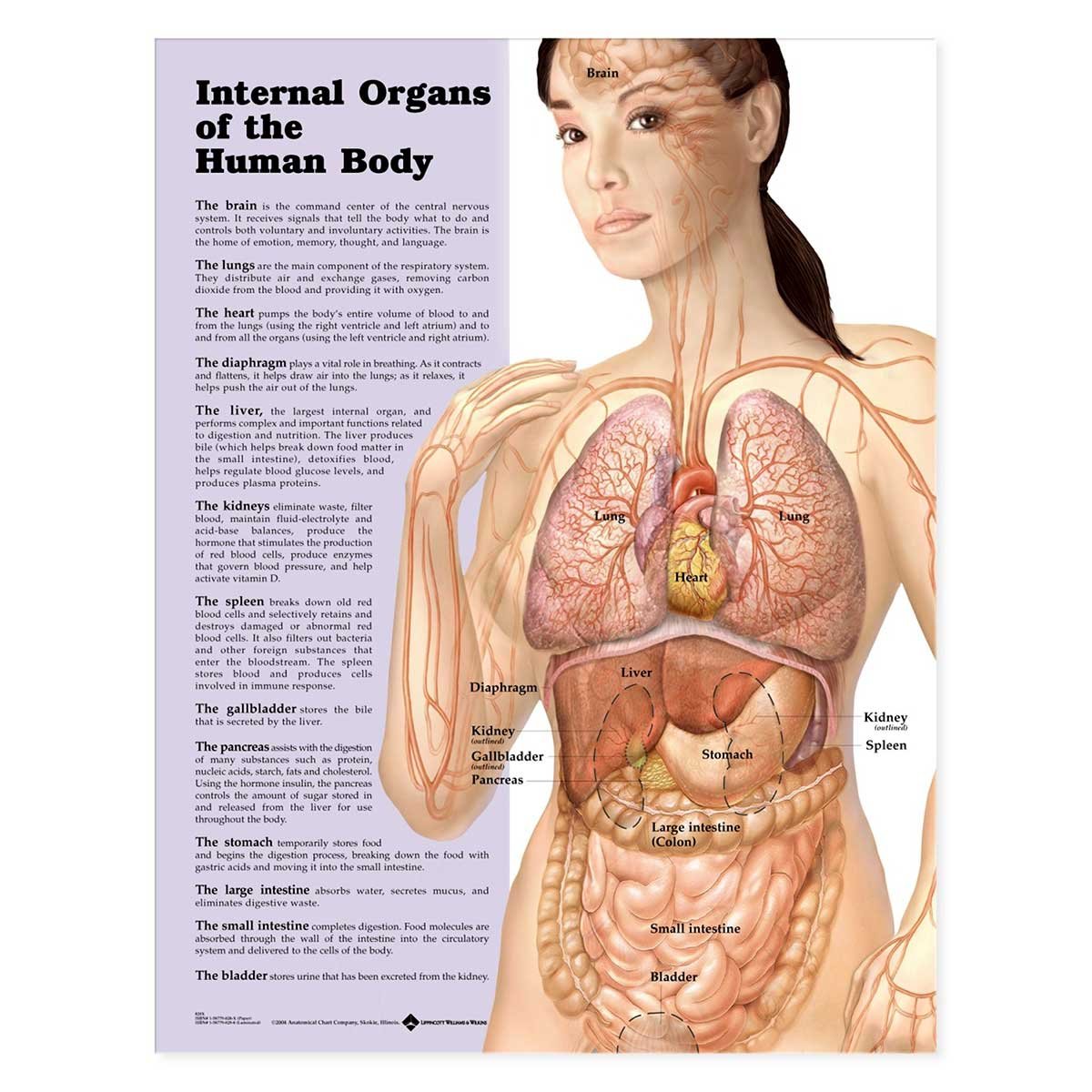 Internal Organs Of The Human Body Chart: (Laminated)      1st Edition