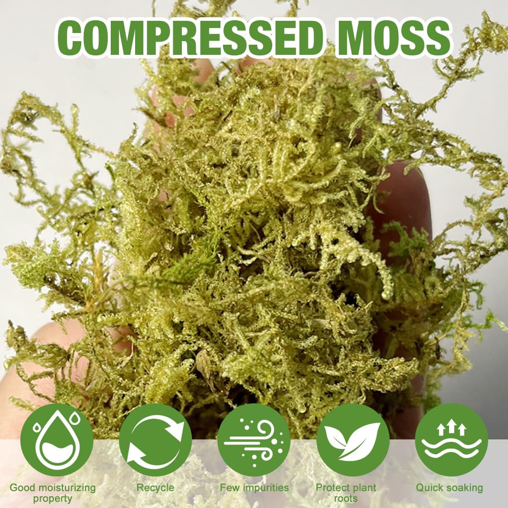 Musgo Sphagnum, 2 x 500 g Musgo para Orquideas, Musgos de Bosque Seco, Sphagnum Musgos Natural Seco para Terrarios Orquideas Soporte Plantas Bonsai Reptiles Decoración
