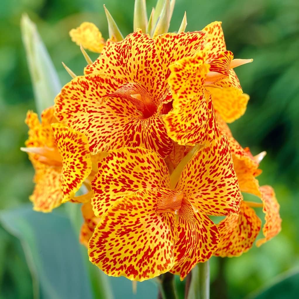 Votaniki Picasso Canna Bulbs - Long Lasting Blooms, Perennial Canna Lily Flower Bulbs for Planting - Easy to Grow and Low Maintenance Canna Plants (4 Pack)