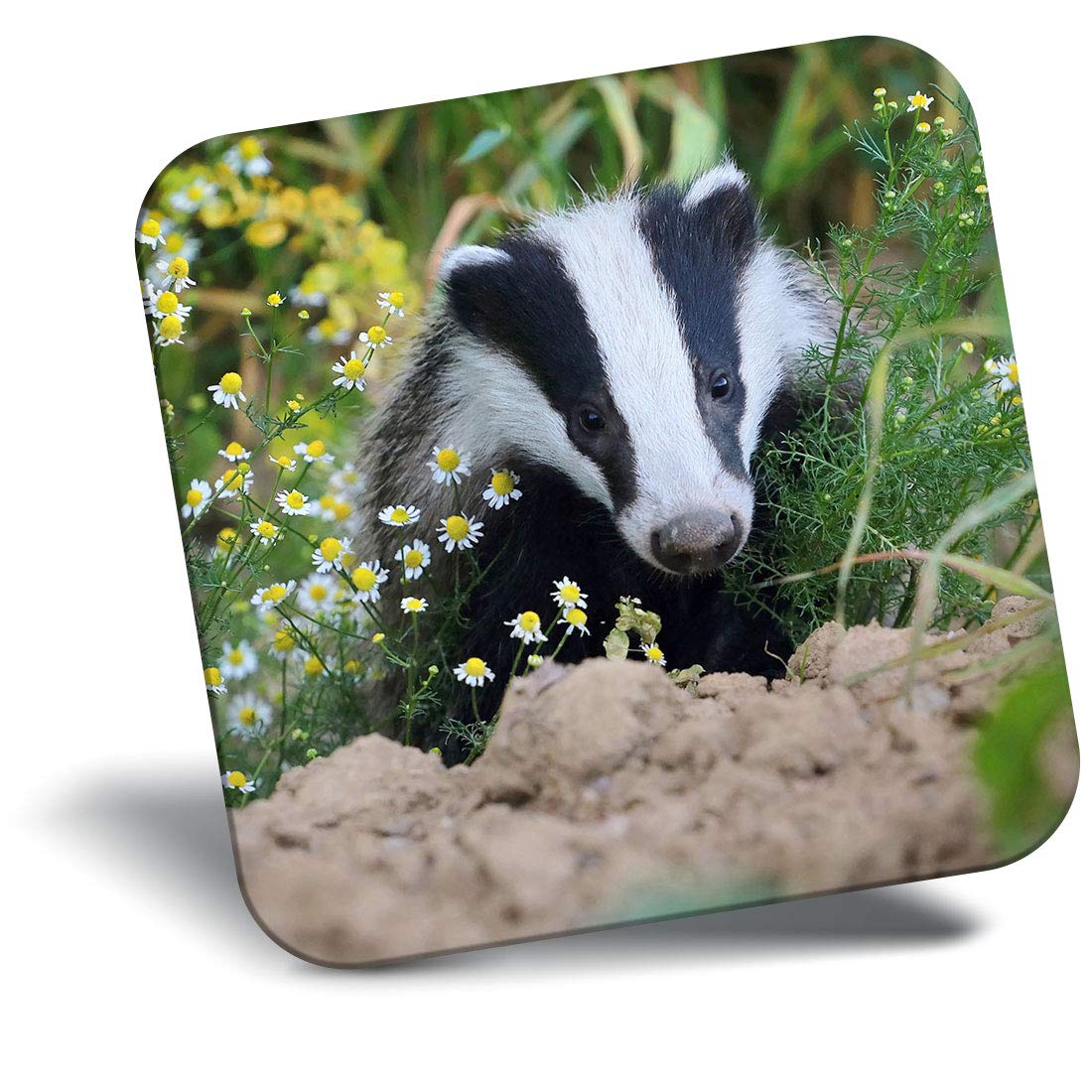 Destination Vinyl Ltd Fridge Magnet - European Forest Wild Badger 15713