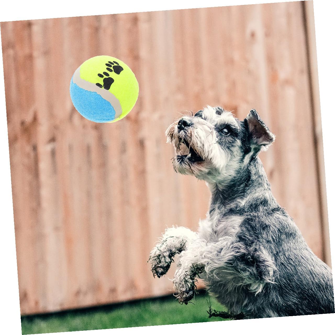 Hemoton 16pcs Dog Fetch Balls Rubber Interactive Training 7cm Diameter Small Balls for Dogs Puppy Activity Play Pet Supplies Random Color