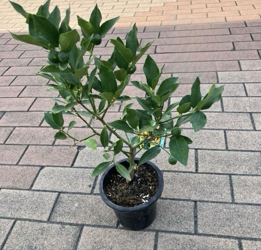 白花馬酔木、白花アセビ『樹高約102㌢』綺麗な樹形。No.5 アセビ