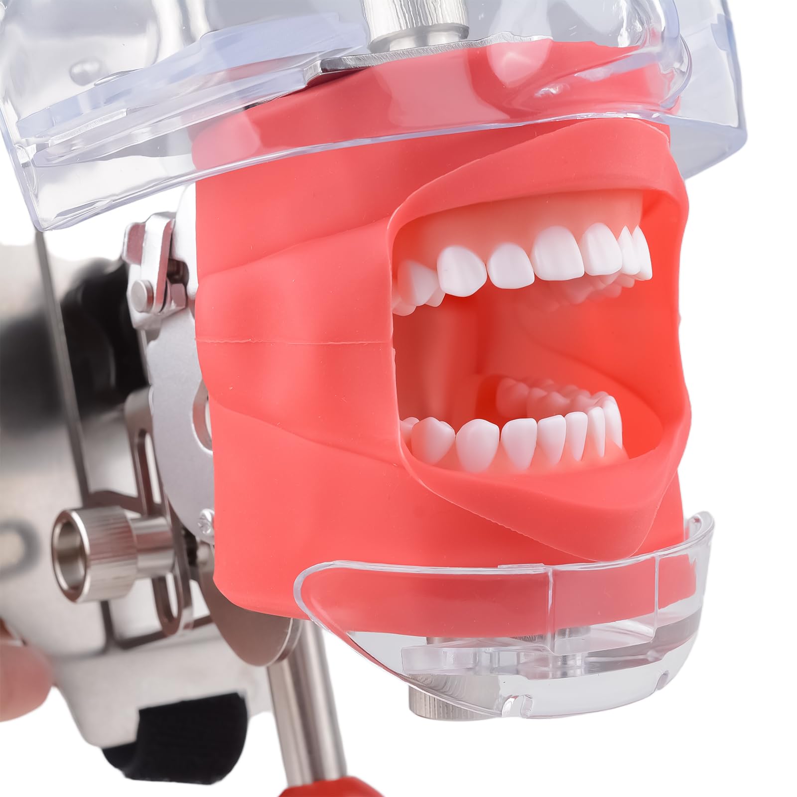 Cabeza de maniquí de simulador dental con 28 dientes extraíbles, modelo de cabeza fantasma para entrenamiento clínico, práctica de Typodont y laboratorios de simulación