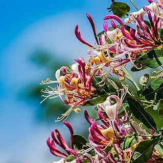 Hall's Honeysuckle Vines Japanese Live Plant - 1 Stem with Roots & Soil - 2"" Pot - Lonicera Japonica 'Halliana - California Grown, Green