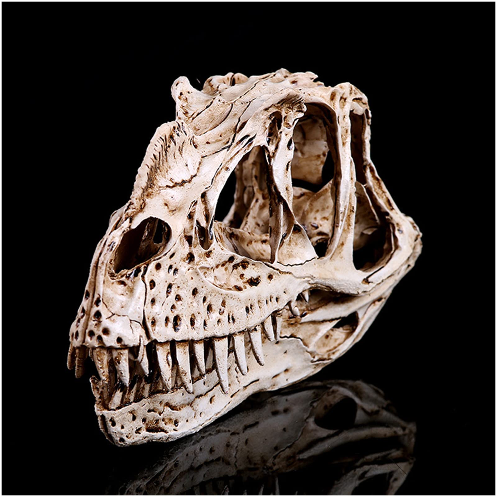 恐竜頭蓋骨　レプリカ 71SMx9tP88S._AC_UF894,